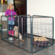 Ograda za pse in druge živali - velikost M - 4 segmenti, višina 70,5 cm