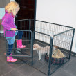 Ograda za pse in druge živali - velikost M - 4 segmenti, višina 70,5 cm