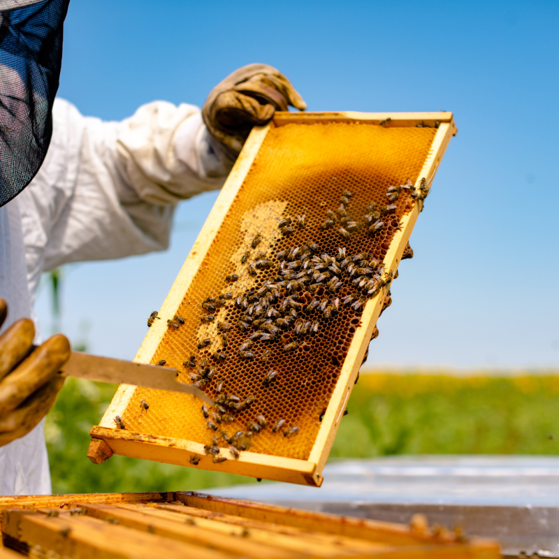 Kaj morate zagotoviti, preden začnete čebelariti