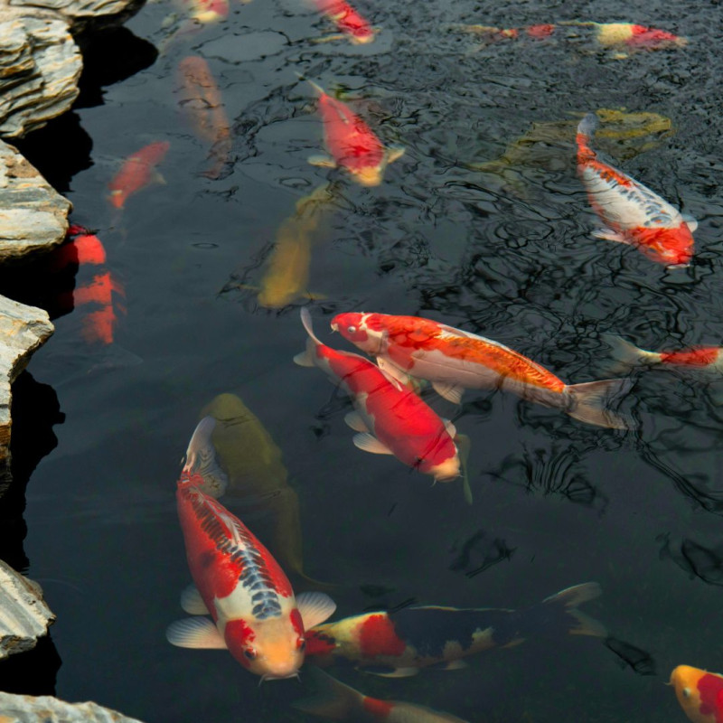 Kako gojiti Koi krape?