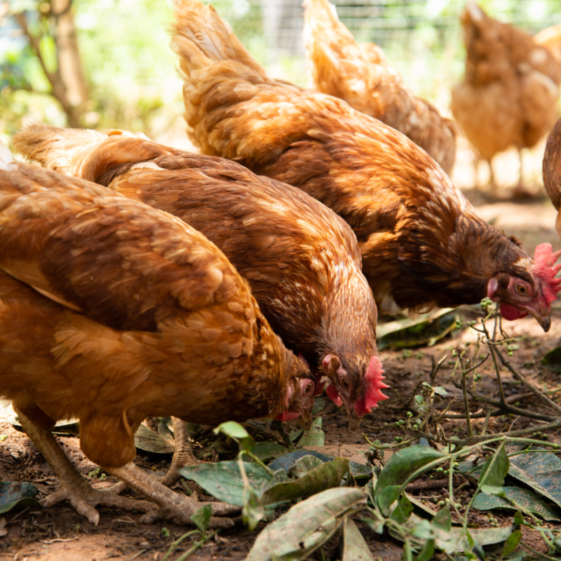 Ali kokoši spomladi potrebujejo spremembo prehrane?