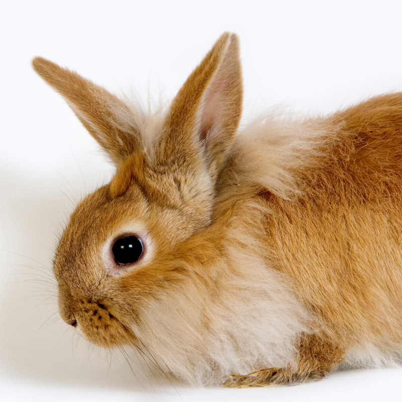 Kako dolgo živi pritlikavi zajec?