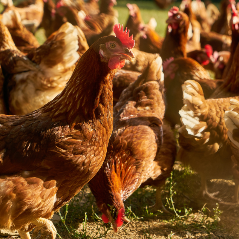 Katere so najpogostejše bolezni, ki prizadenejo piščance?