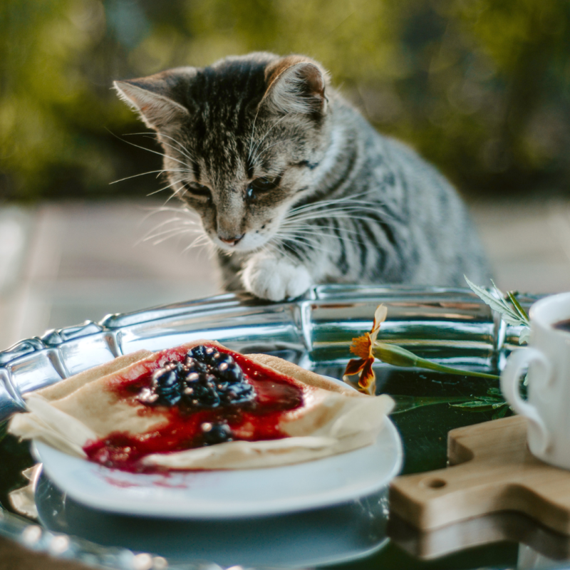 Česa mačka ne more jesti?