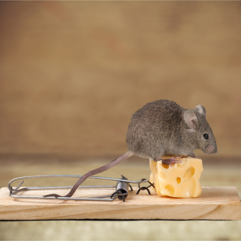 Kako se znebiti miši v hiši?