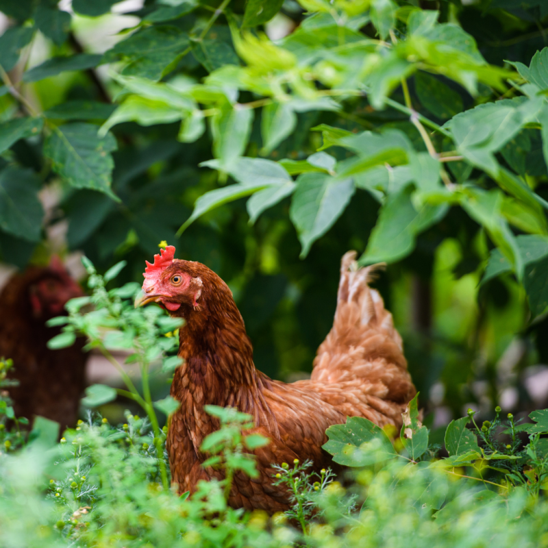 Katere rastline gojiti v ogradi za kokoši?