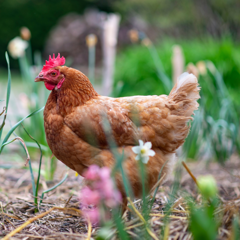 Kako prilagoditi vzrejo kokoši za pomlad?