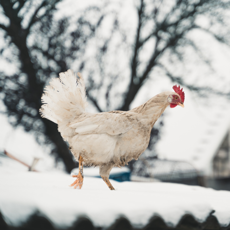 Kako skrbeti za kokoši, da brez težav preživijo zimo?
