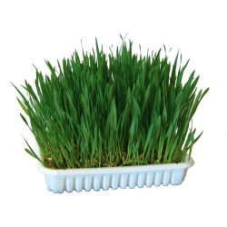 Mačja trava v posodici 100 g