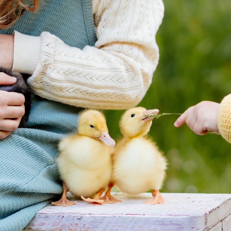 Kako okrepiti imunski sistem živali po zimi