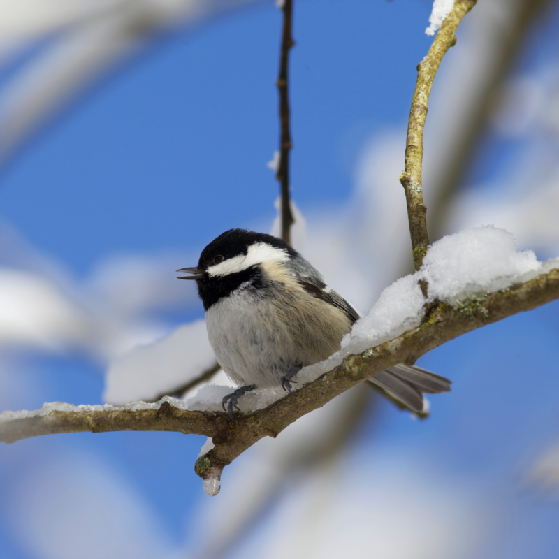 Kako ptice preživijo zimo: skrivnost njihovega preživetja