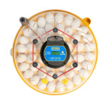 BRINSEA Maxi 48 EX Connect - pametni inkubator za piščance, prepelice in gosi