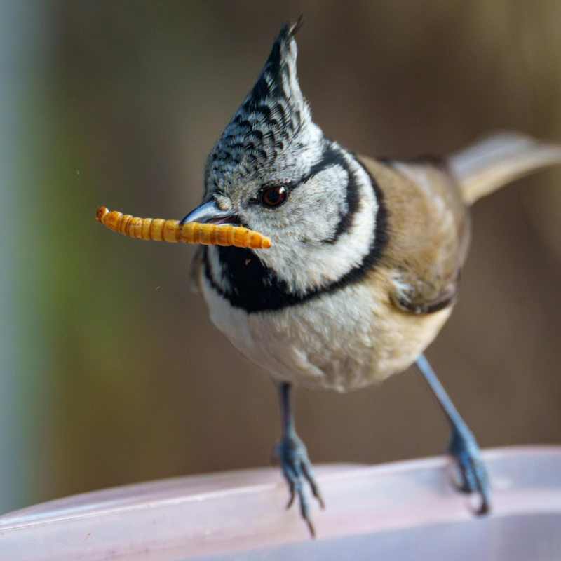 Mokarji: Zakaj se jim ne bi smela odpovedati nobena reja?
