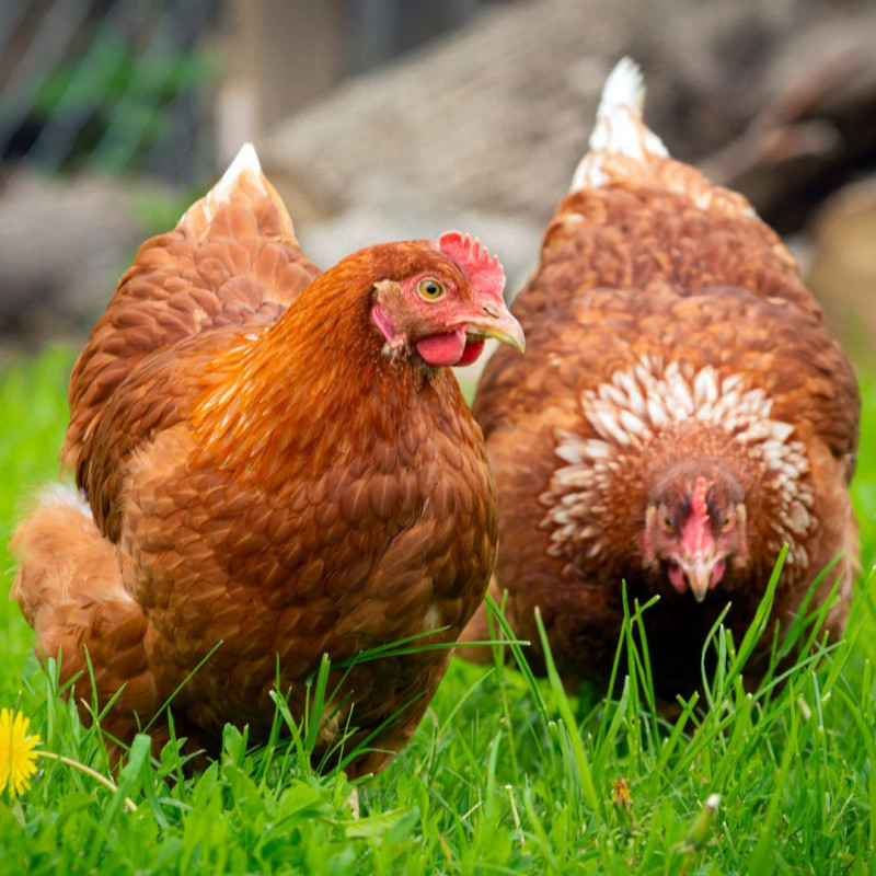 3 stvari, ki vam bodo prihranile čas pri reji kokoši!