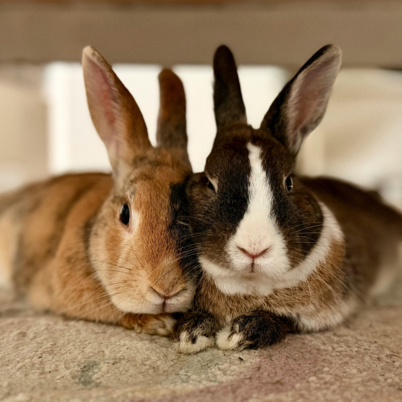 Kako skrbeti za kunce spomladi