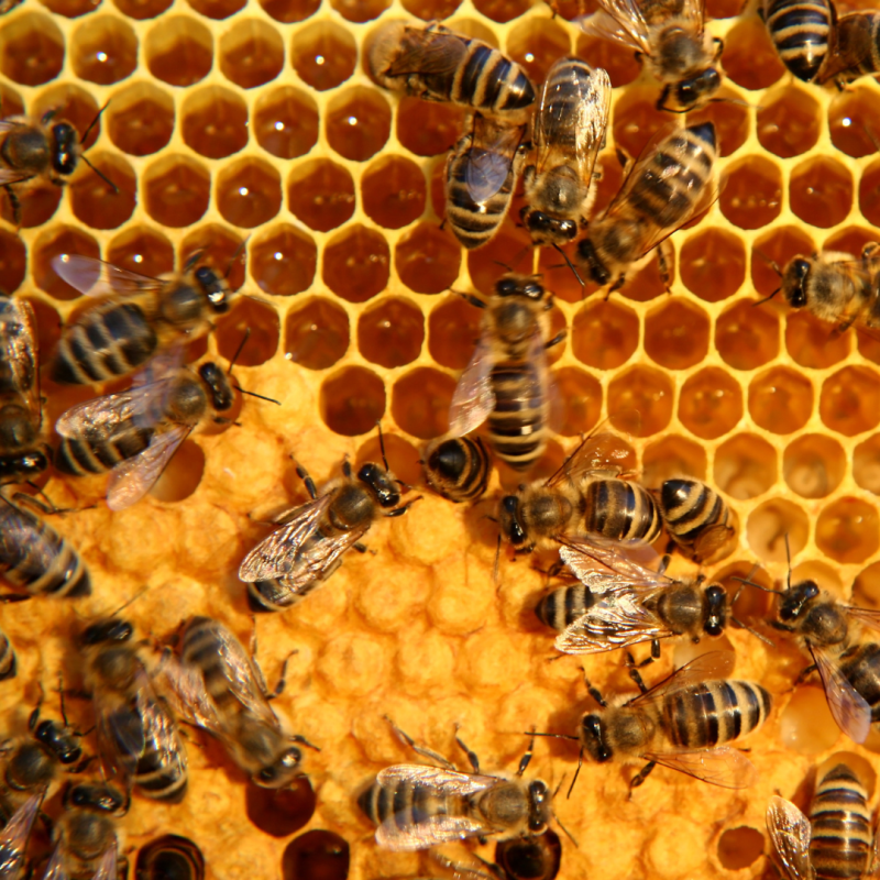 Čebelarstvo: vse za začetnike