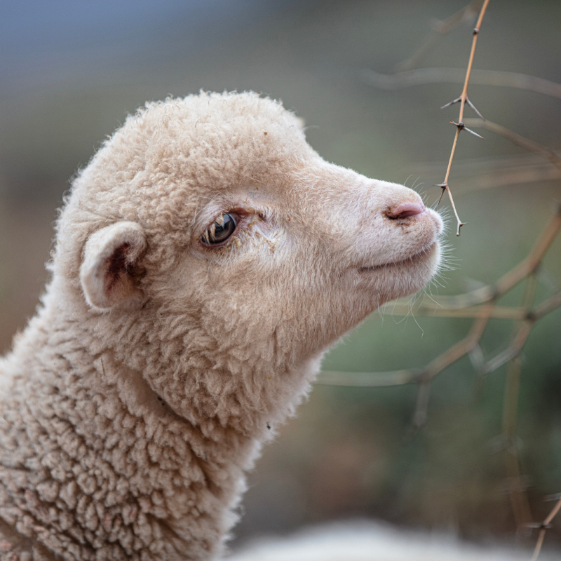 Katero vrsto volne izbrati? Primerjava alpake, kašmirja, merino volne in drugih