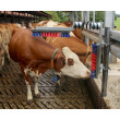 Krtača za govedo Euro Farm z vzmetjo
