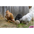 Kljukalna krogla za kokoši – 6 kosov (3kg)