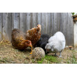Kljukalna krogla za kokoši – 6 kosov (3kg)
