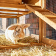 REGENSBURG lesena uta za zajce, 1460x460x940 mm