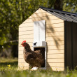 Avtomatska vrata za kokošnjak RUN-CHICKEN T50