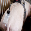 Inseminacijski stimulator Stimulus za svinje