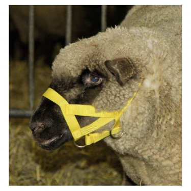 Oglavka za ovce in ovne, rumena