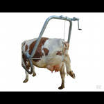 Zdravljenje govejih parkljev