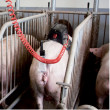Inseminacijski stimulator Stimulus za svinje