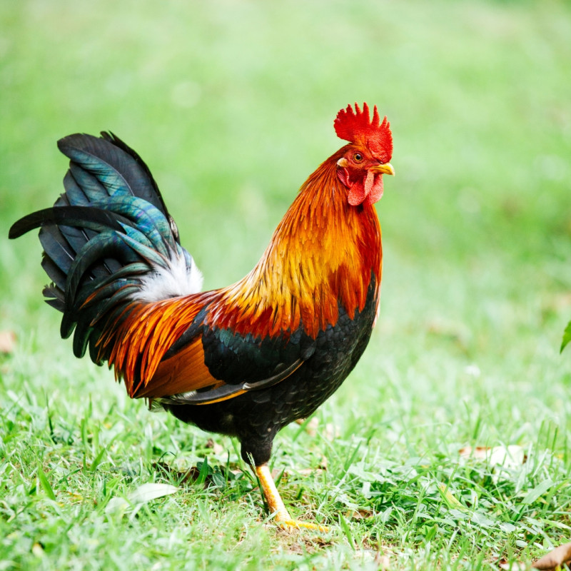 Kaj storiti z agresivnim petelinom?