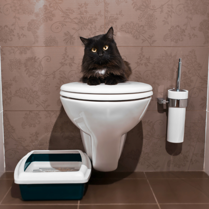 Kako mačko naučiti uporabljati človeško stranišče?