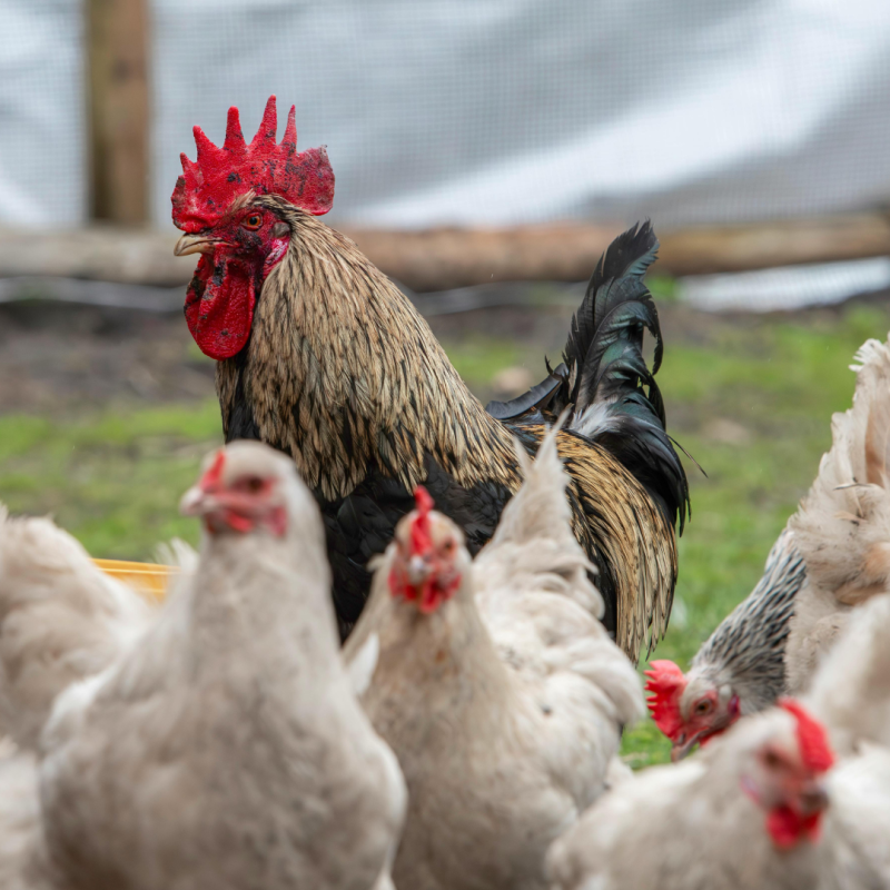 Načini reje perutnine