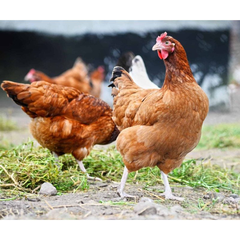 Kako vzgojiti mesne piščance - Praktični nasveti za začetnike