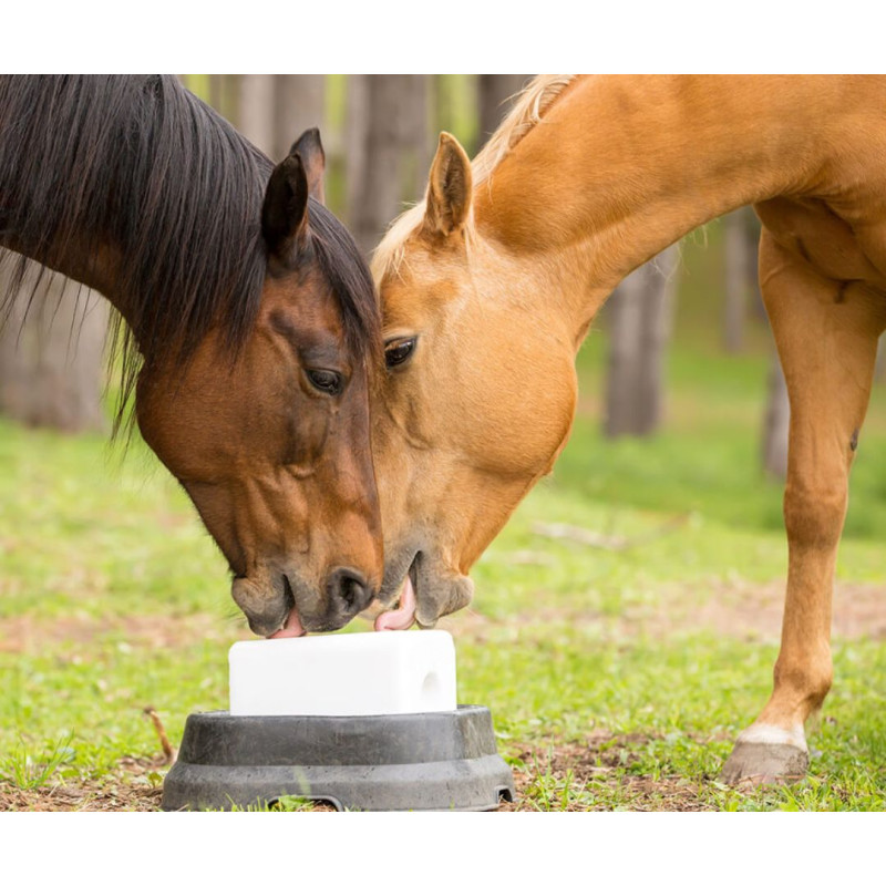 Zakaj je lizanje pomembno za konje in katere vrste lizik obstajajo?