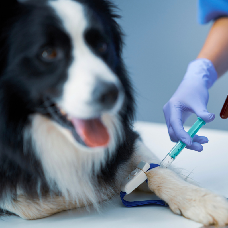 Ali je možno darovanje krvi tudi pri psih?