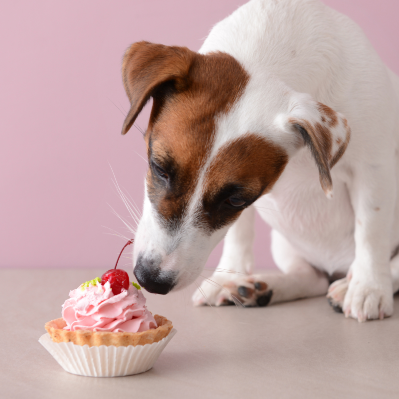 Sladkorna bolezen pri živalih