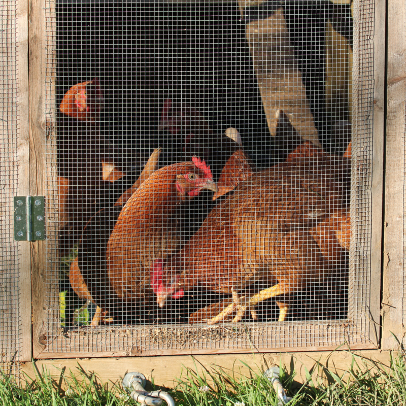 Ohranjanje piščancev v majhnem prostoru - na kaj morate biti pozorni