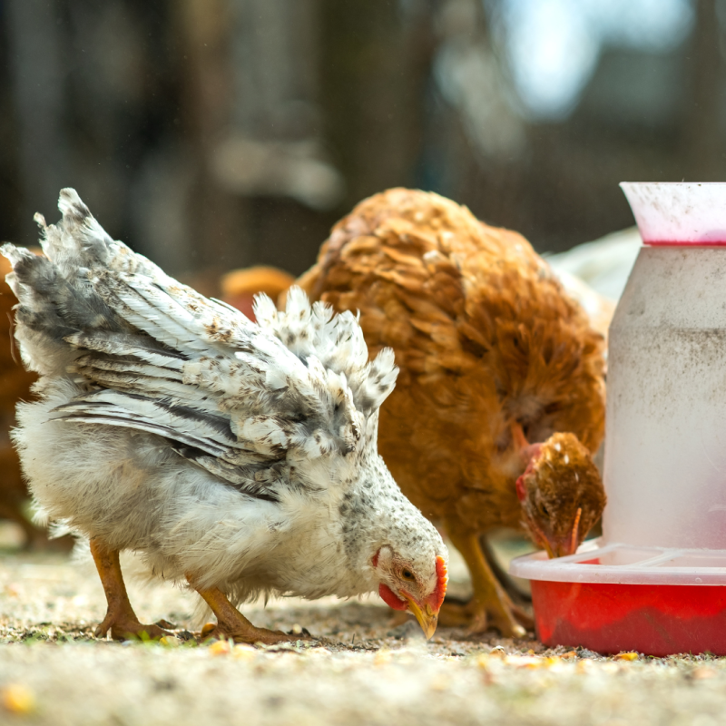 Kako izbrati vitamine in minerale za kokoši