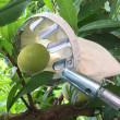 Teleskopski obiralnik sadja