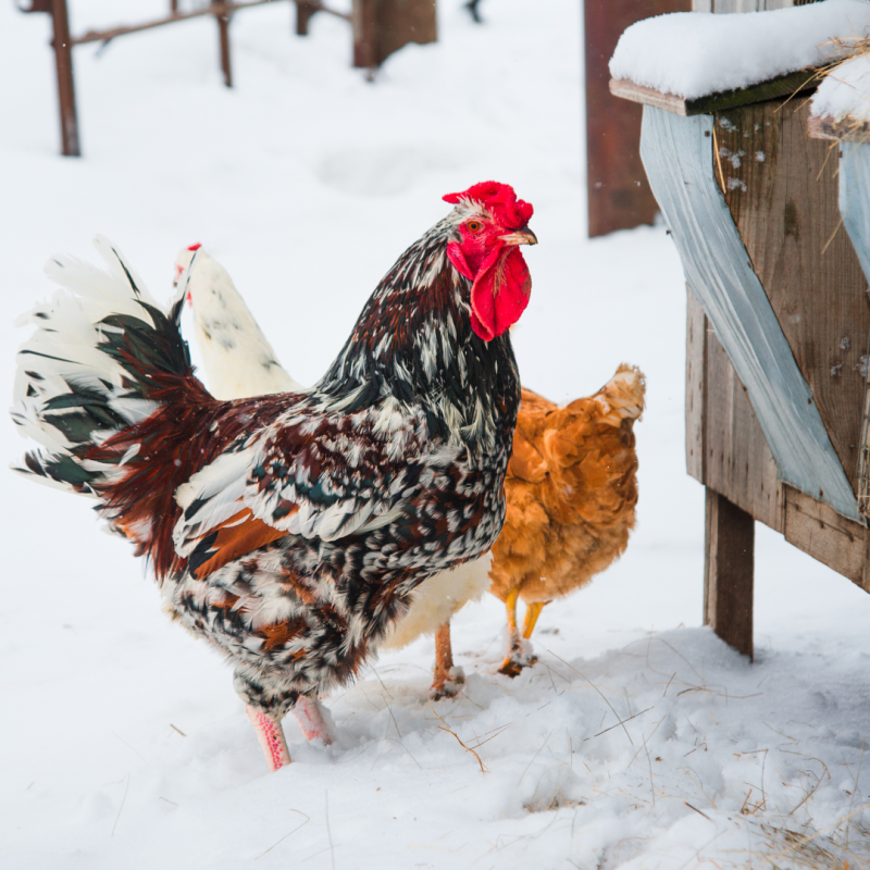 Kako preprečiti zmrzovanje napajalnika pozimi: vodič za vsakega rejca