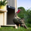 Avtomatska XXL vrata za kokošnjak RUN-CHICKEN Giant