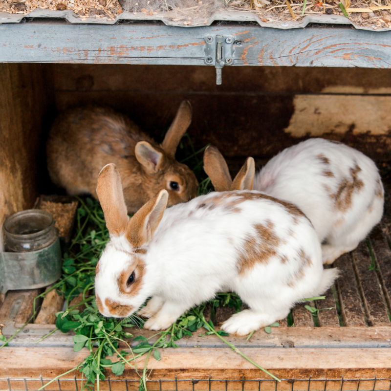 Kako pogosto hraniti pritlikavega zajca
