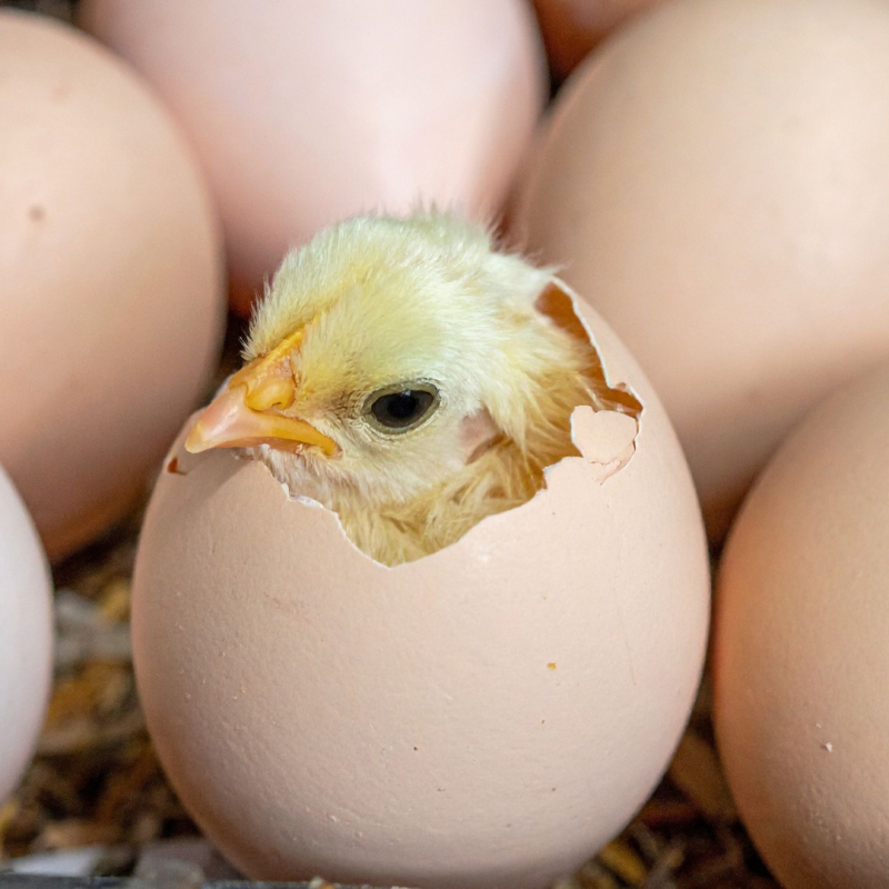 Kakšna je optimalna temperatura v valilniku za piščance?