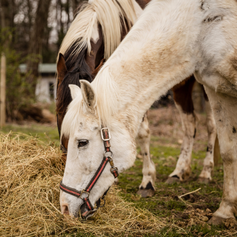 Želodčni razjedi pri konjih