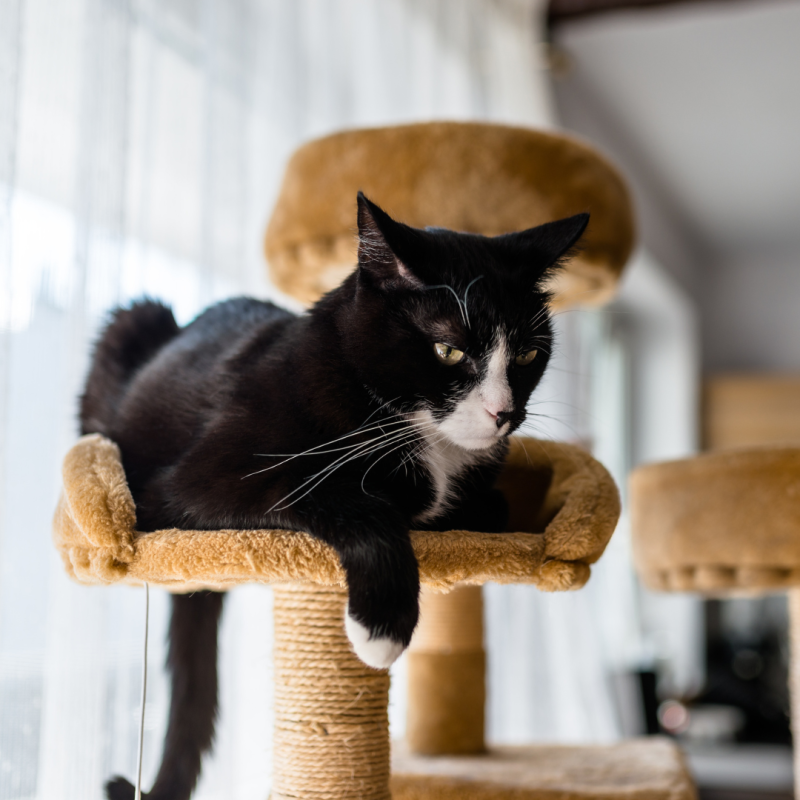 Zakaj mački kupiti praskalnik?