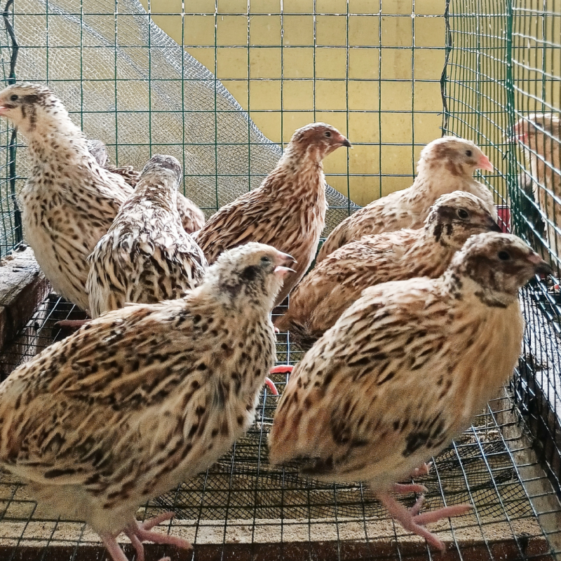 Zakaj se prepelice med seboj kljuvajo in kako to preprečiti?