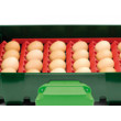 Avtomatska digitalna valilnica za piščance, perutnino COVINA ET 49 z inkubatorjem.