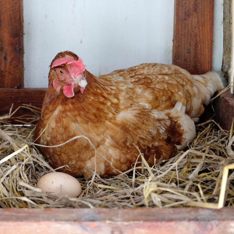 Zakaj kokoši nesejo majhna jajca?