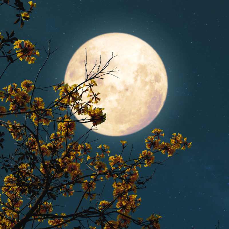 Luna in njen vpliv na živali in rastline